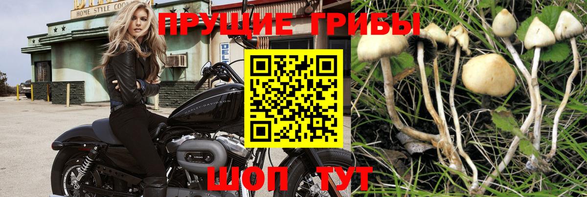 Псилоцибиновые грибы Cubensis Выкса